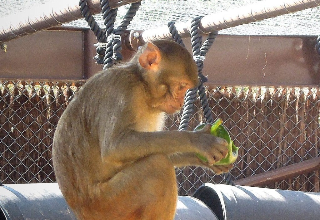 Em visita ao Butantan podemos ver macacos originários da Índia.